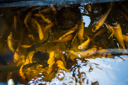 explodinggirl:photojmoss:Charles Hendrix showed me around his Aquaponics greenhouse the other day. A