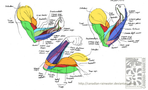 Porn Pics helpyoudraw:  Anatomy - Human Arm Muscles by Canadian-Rainwater from