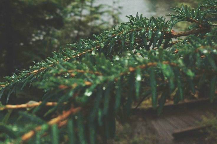 meorzo:  the sound of raindrops and the smell of fir branches. 