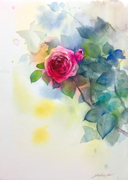 薔薇(rose) Jan.17.2018 watercolor size:242*333mm (F4) paper:hahnemuhle (細目・300g/m2)