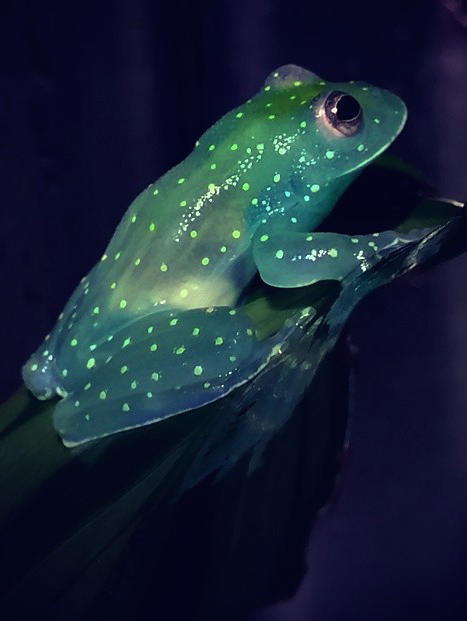 aesthesiamag: Glass Frog Looks Like a Glowing Constellation in the Rainforest The