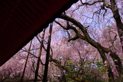 平安神宮（Heian-jingu shrine : Kyoto) 春の花とは眩しいもの。