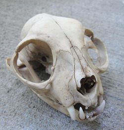 blackbackedjackal:  My kitty skull came in!