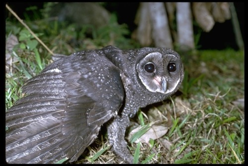 ainawgsd: Tyto tenebricosa, the greater sooty owl, is a medium to large owl found in south-eastern A