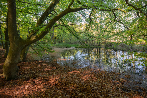 Jasmund National Park