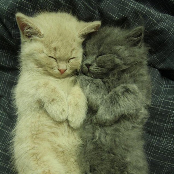9gag:  Always nap with a buddy 