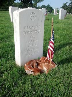 stunningpicture:  Fawn sleeping on grave site at Jefferson barracks National Cemetery.