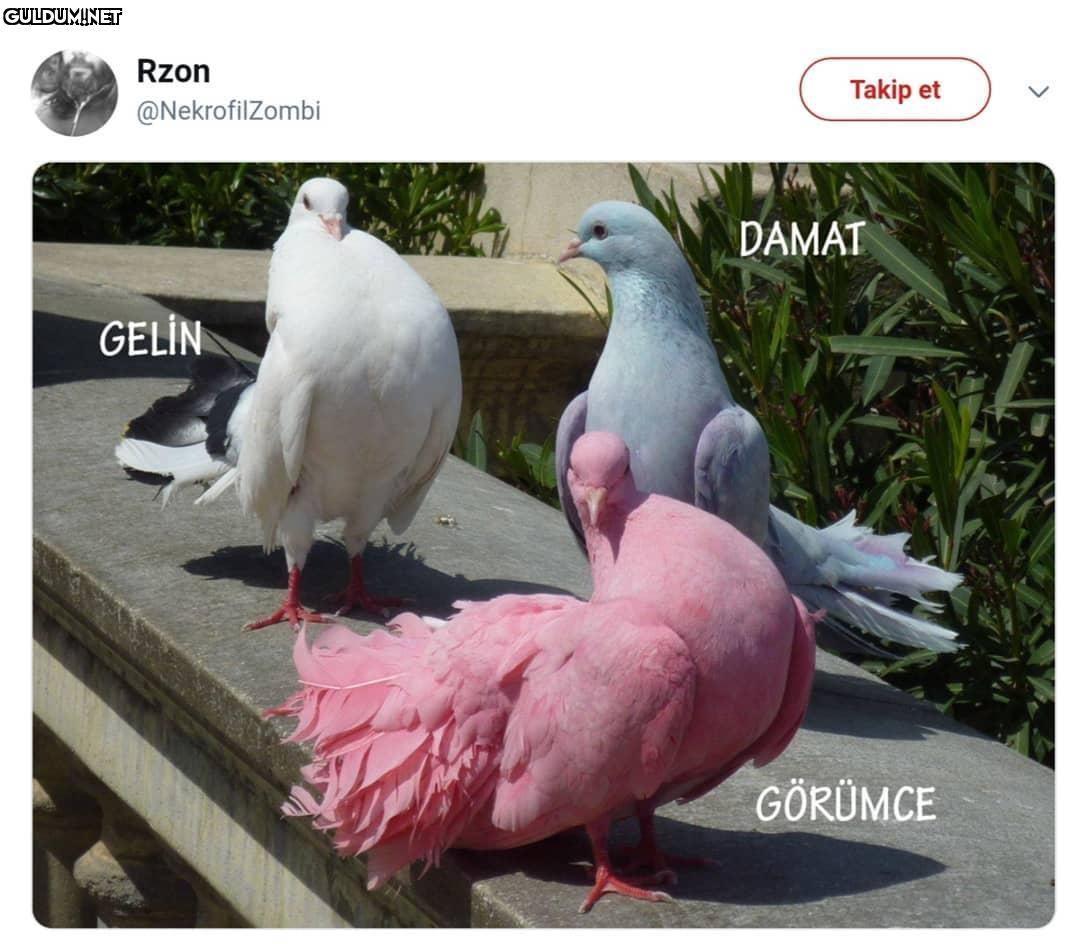 GELİN - DAMAT
GÖRÜMCE