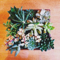 wood-groove:Finished my first succulent garden