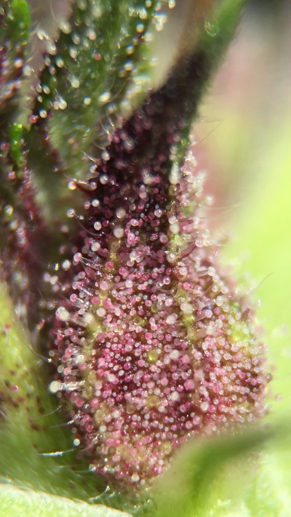 shesmokesjoints: massrootsapp: What are trichomes, or better known as, kief?This article briefly and