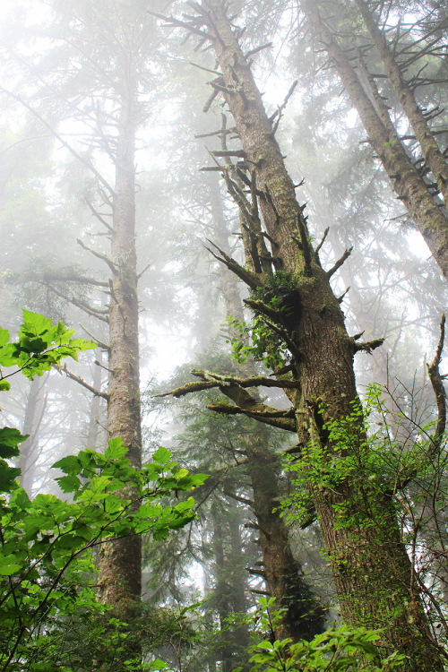 bright-witch: Persephone’s Sanctuary ◈ Pacific Northwest photography by Michelle N.W. ◈ ◈ Prin