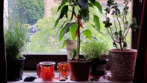 My windowsill.