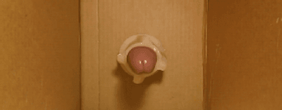 onaniaorg:   Stage Three in pussy withdrawal training. 