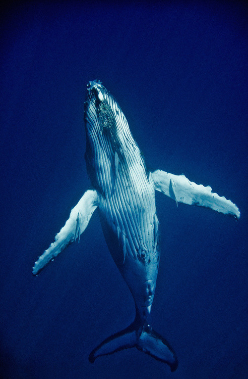 Porn Pics Rising from the deep (Humpback Whale)