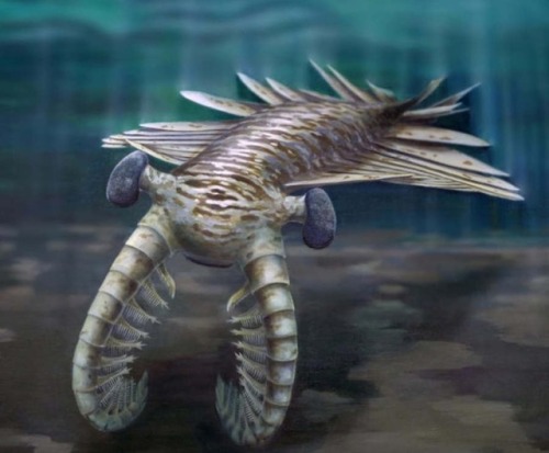 laxkitten:My #wcw is the anomalocaris, super predator of the Cambrian period. This bitch existed rou