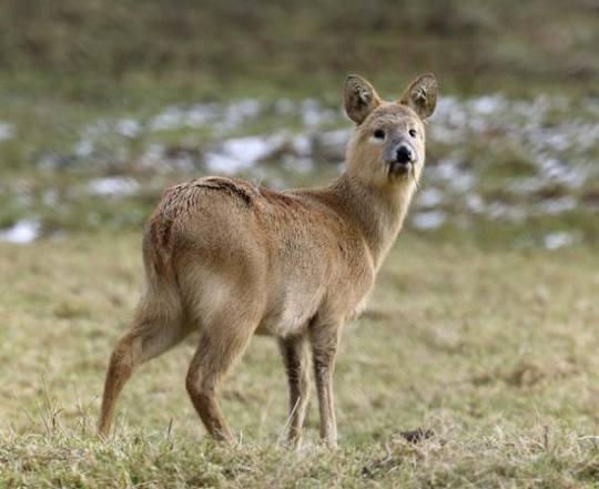 vicroc4:  pantsless-serket:  pantsless-serket:    i just found out about the existence of the Chinese water deer and?????   ohmygod???? look at it. whathfcuk what the hell is this thing. why does it look like a doge deer. a derge. what.  update: they