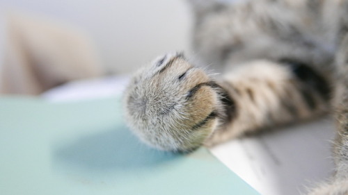 myheartleapt:Mochi’s paws + tail (@mochi_beaucoup)
