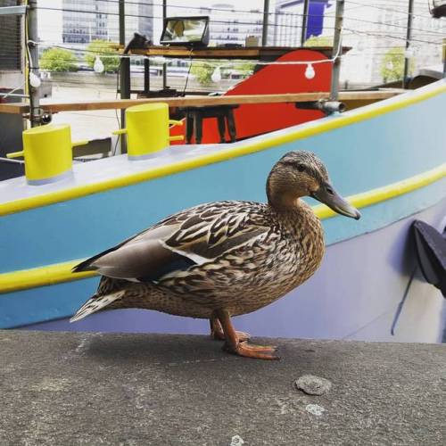 Met this friendly duck on our lucnhtime walk #london #thamesisdock #albertembankment #wildlife #city
