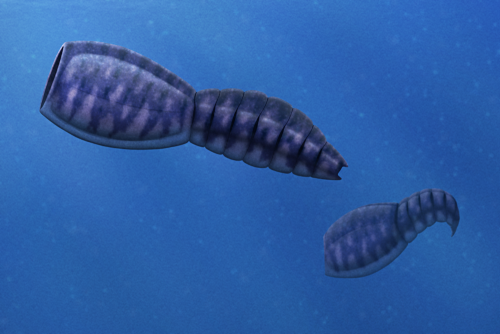 Nesonektris aldridgei here was one of the bizarre vetulicolians, a group of Cambrian animals that li