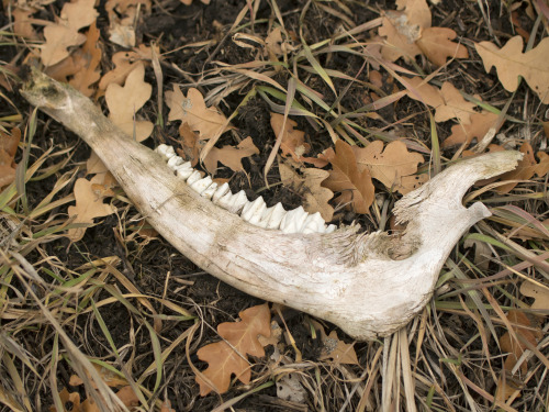 textless:There’s a creepy vacant lot with lots of deer and other animal bones. 