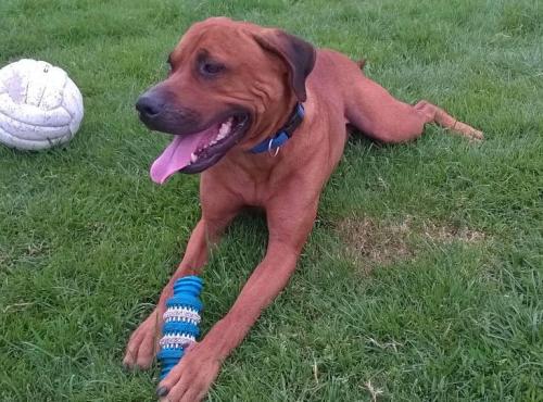 Dog of the DayBob, from RSPCA, Hull. Click here for more info on adoption or ways to donate. “Bob is