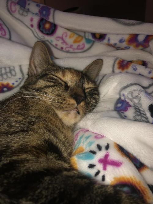 daily-blep: Sleepy blep