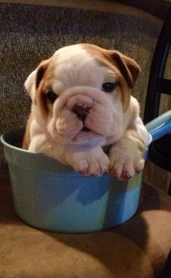 flavors-of-sam:  thecutestofthecute:  The world needs more English Bulldog cuteness.  Only reason I don’t have one is because we were going to Italy right after we were gonna get a super adorable English Bulldog puppy 