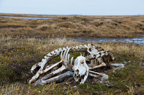 falseredstart:A young caribou (Rangifer tarandus) skeleton, picked clean, appears frozen in the mome