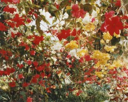 riggu:LUNCHEON ON THE GRASS by Hayato Wakabayashi “There was a botanical garden from his house to about 1 hour. He went to the botanical garden with his grandparents and parents on a good day of the weather in May. He cannot remember the event at that