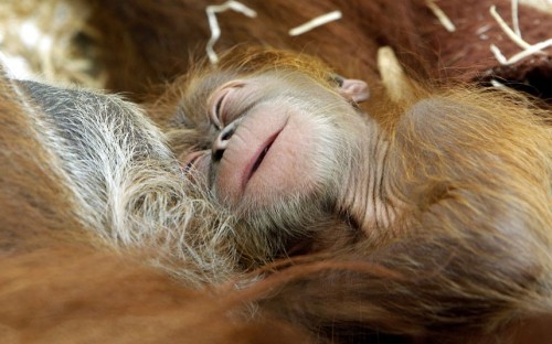 A six-day-old baby orangutan snuggles up to its mother at Zoom Erlebniswelt in Gelsenkirchen, Germany. Picture: EPA/ROLAND WEIHRAUCH