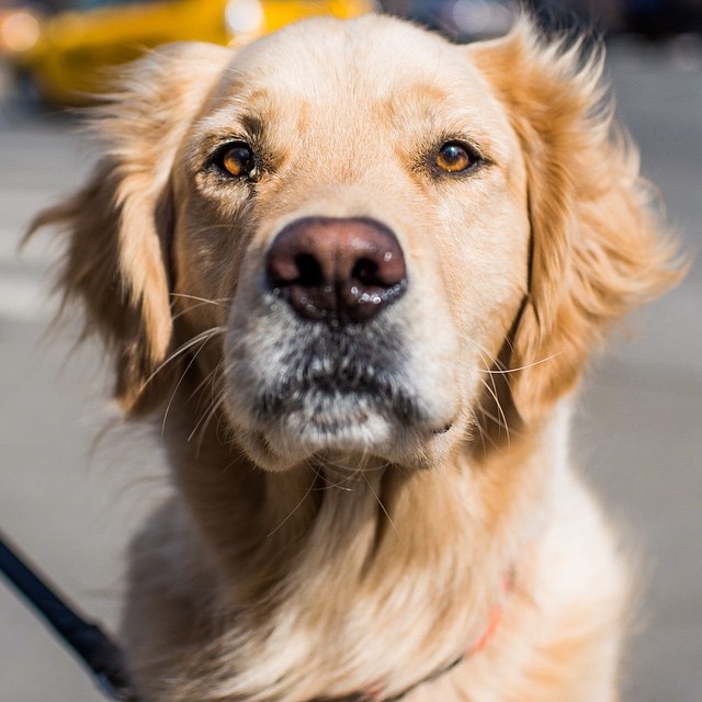 Hubble, Golden Retriever (6 y/o), Greenwich & 6th Ave, New York, NY