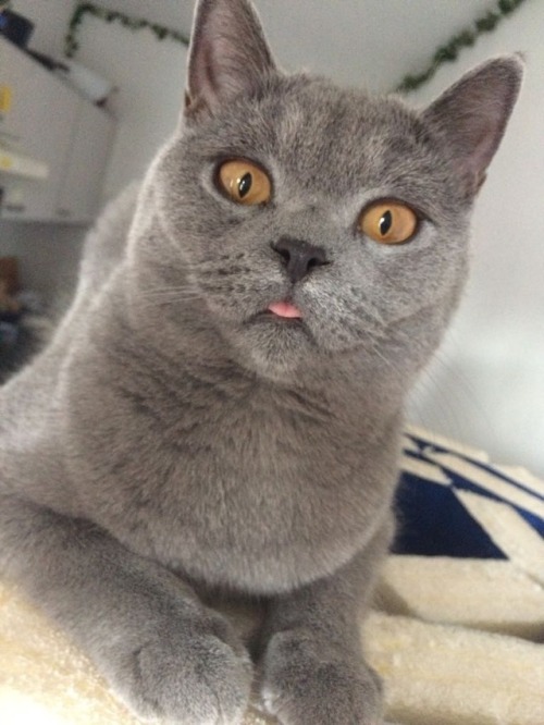battlereadybabe:Happy National Cat Day everyone. I bless you with tongue