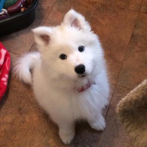 skookumthesamoyed:cloudthesamoyed:the rising of the ears, only 2 days apart   Welcome to the wonderful world of popped samoyed ears little buddy!