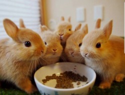 bunsxbunsxbuns:“Reservation for five, we requested a bowl.”