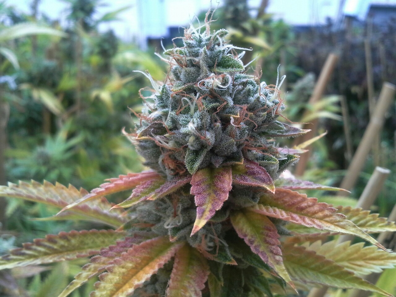 tokinglx:  the fire og is on point in the riverrock garden! 