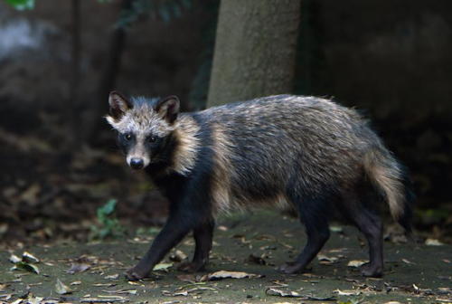 animaloversammy: versace-turquoise:  sixpenceee:  Raccoon dogs are a species native to Asia, who in 