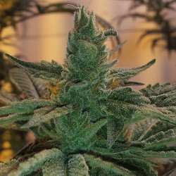 weedporndaily:  @frostcitygardens by @mrspliffofcannabis