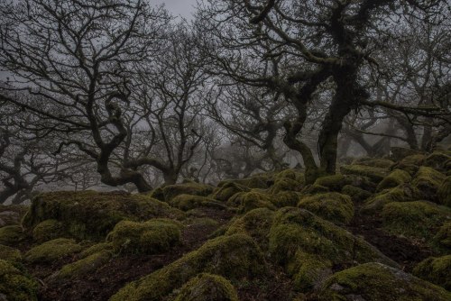 anarchy-of-thought:Wistman’s Wood by Guy Berresford