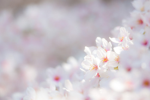 ileftmyheartintokyo:近所の公園のサクラが満開だった！ by ryoichi360 on Flickr.