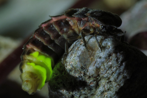 A female glow worm - Lampyris noctiluca - out on the shingle beach at Glenan last night.