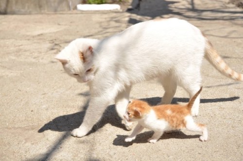 jacob-the-pianist: pixiebutterandjelly:  thefingerfuckingfemalefury:  “Come with me I shall teach you how to cat”  Big cat: Everything the light touches belongs to us Tiny cat: what about the shadowy stuff Big cat: that also belongs to us. Everything