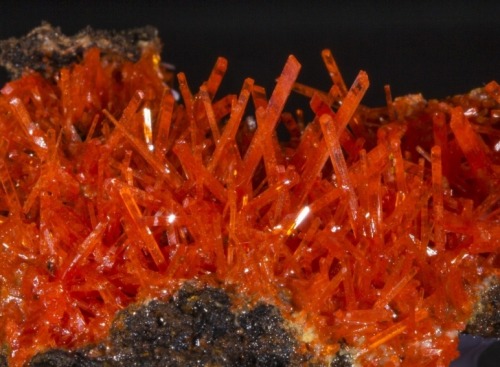 Crocoite - Adelaide Mine, Dundas, Zeehan District, Tasmania, Australia