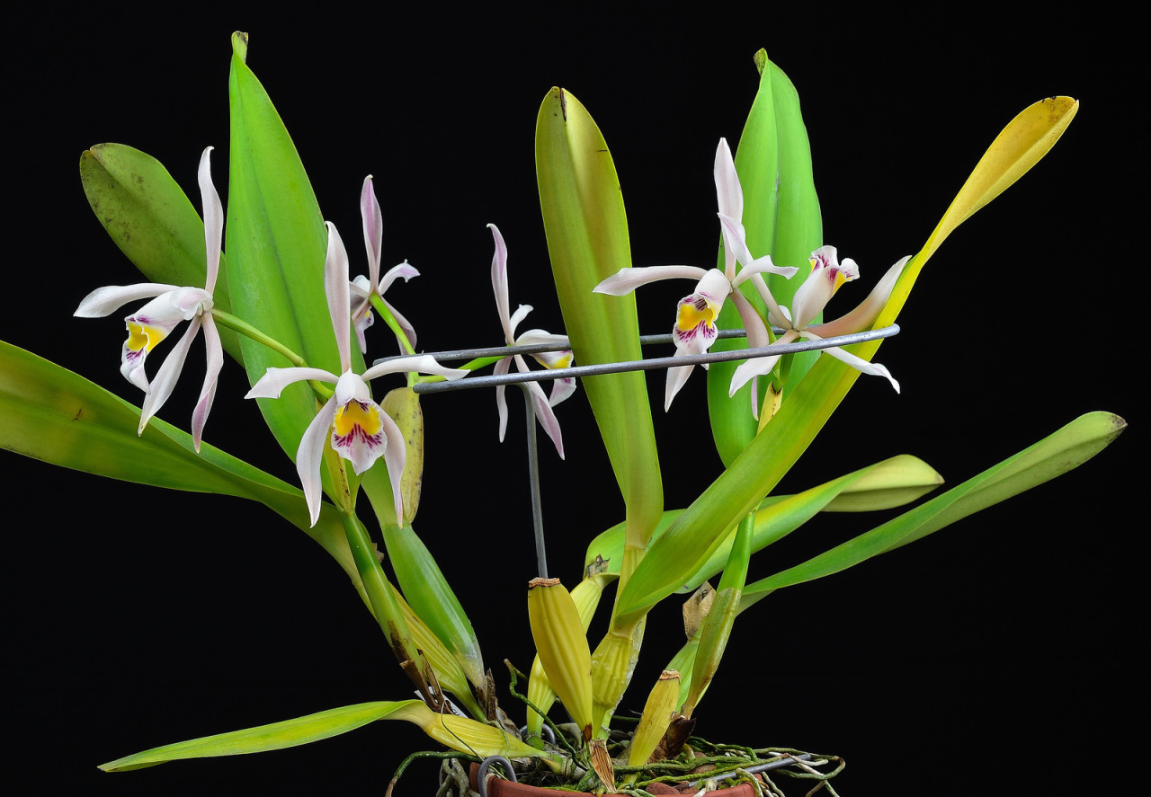 Cattleya iricolor.
Orchidaceae: Laeliinae.
By kentucky4. [x]