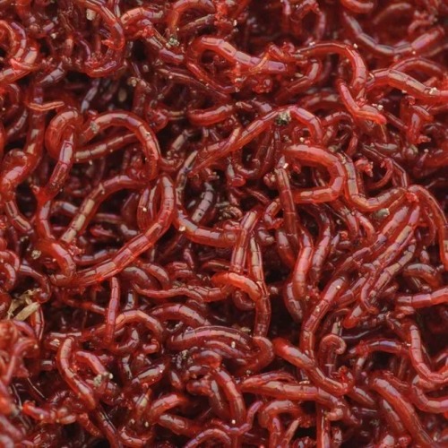 Eat