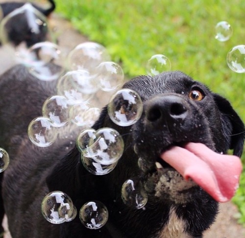 handsomedogs:  Milo’s first time with bubbles.. adult photos