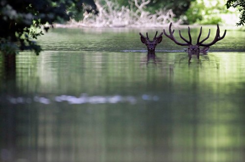 Fled from the flood, two deers swim in the flooded water of the Danube river to look for shelter at 