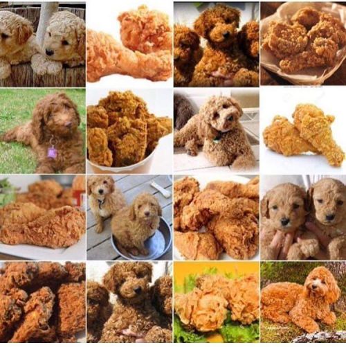  weed so strong you can’t tell the difference between a labradoodle or fried chicken #Ibudyou 