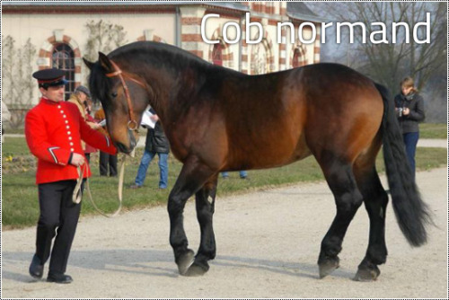 kimblewick:transperceneige:The 9 french draft horse breedsFrance, doing draught horses right