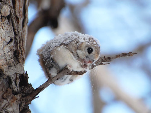 parodybit:once-upon-a-sasss:awesome-picz:Adorable Pics To Celebrate Squirrel Appreciation Day.I thin