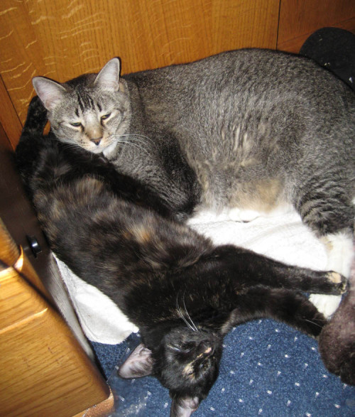 Here’s Tikaboo and Tidus sleeping together under my desk. Tika is an oriental shorthair for th